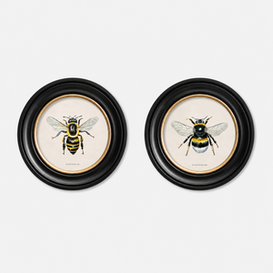 British Bee Framed Wall Art - Set of 2 x 44cm