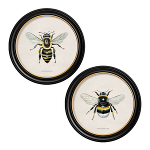 British Bee Framed Wall Art - Set of 2 x 70cm