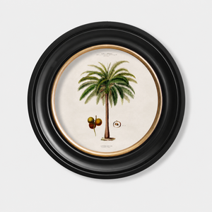 Studies of Palm Trees Framed Wall Art - Round - Set of 4 x 44cm