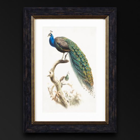 Framed Wall Art - A3 Oxford Slim Frame - Indian Blue Peacock - 38 x 50cm