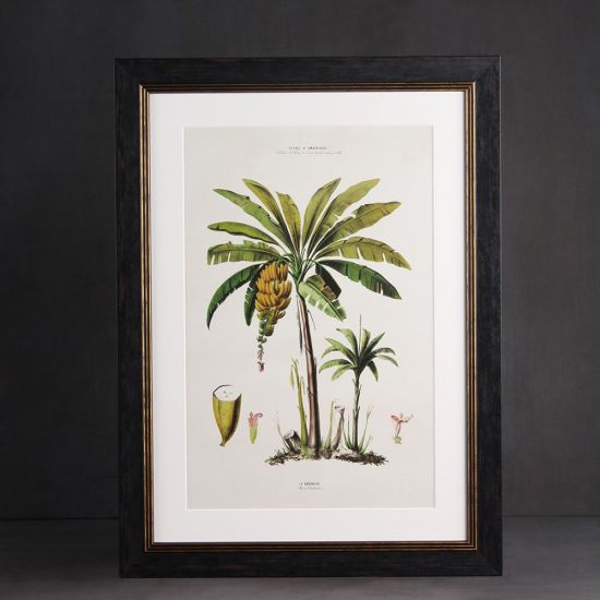 Framed Wall Art - A2 Oxford Slim Frame - Banana Palm Premium Print - 50 x 70cm