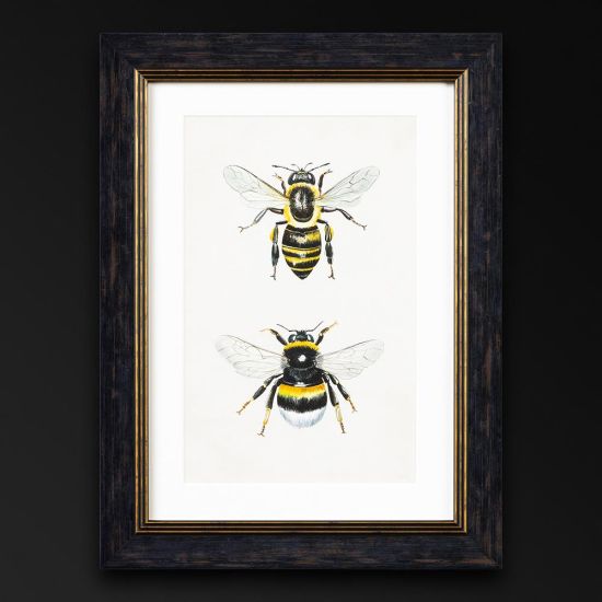 Framed Wall Art - A3 Oxford Slim Frame - Honey and Bumble Bee - 38 x 50cm