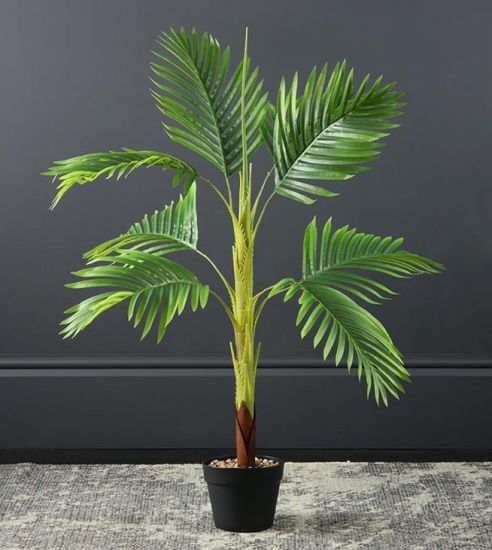 Hawaiian Palm