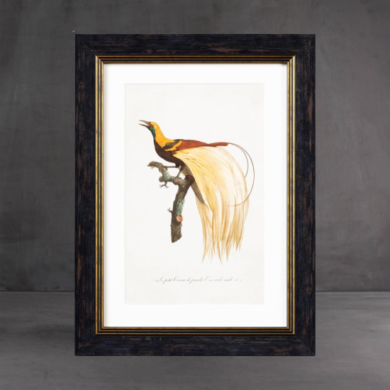Framed Wall Art - A3 Slim Frame - Left Facing Birds of Paradise - 38 x 50cm