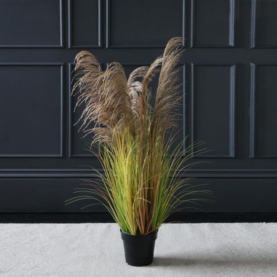 Potted Pampas Grass