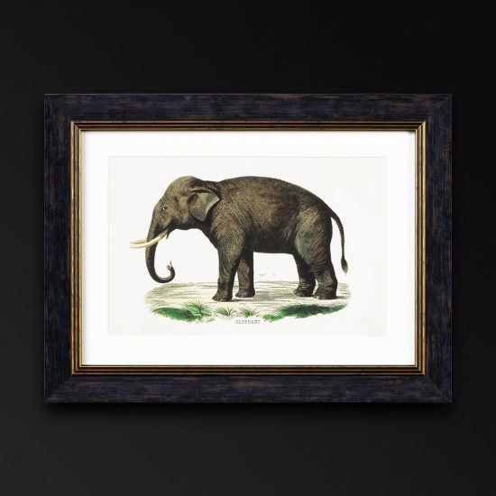 Framed Wall Art - A3 Oxford Slim Frame - Left Facing Elephants - 38 x50cm