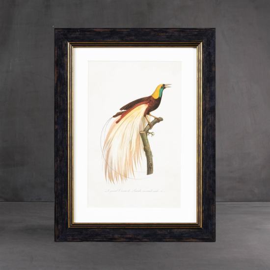 Framed Wall Art - A3 Slim Frame - Right Facing Birds of Paradise - 38 x 50cm