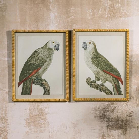 Framed Wall Art - Congo Grey Parrot - Set of 2
