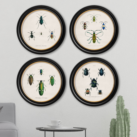 Beetle Plates Framed Print Wall Art - Black & Gold Round Frame - Set of 4