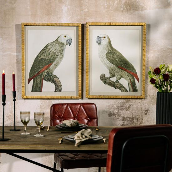 Framed Wall Art - Congo Grey Parrot - Set of 2