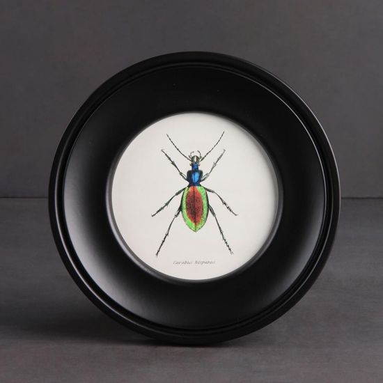 Framed Wall Art - Round Frame - Beetles Premium Print - 25 x 25cm
