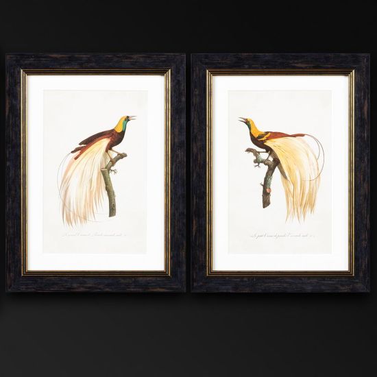 Framed Wall Art - A3 Slim Frame - Birds of Paradise - 38 x 50cm - Set of 2