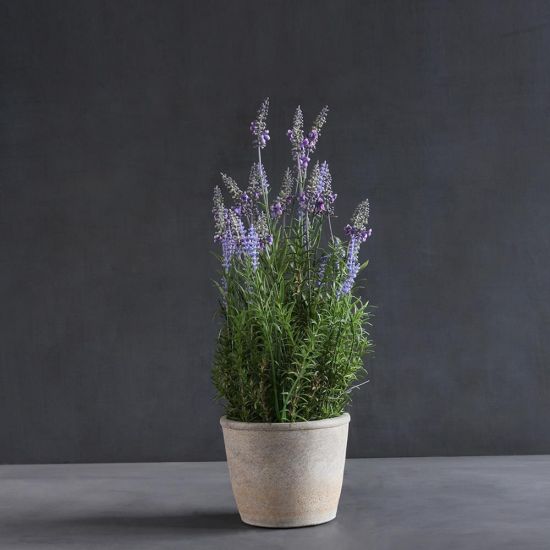 Violet Lavender Pot