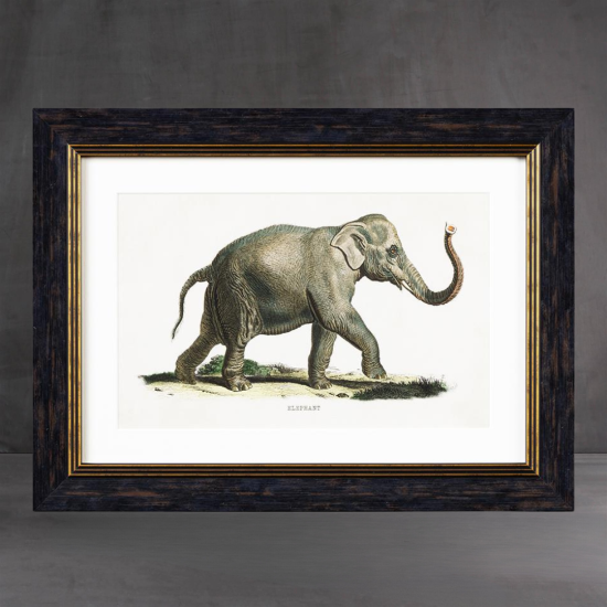 Framed Wall Art - A3 Oxford Slim Frame - Right Facing Elephants - 38 x50cm