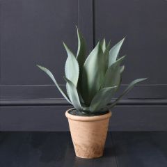 Aloe Vera Plant
