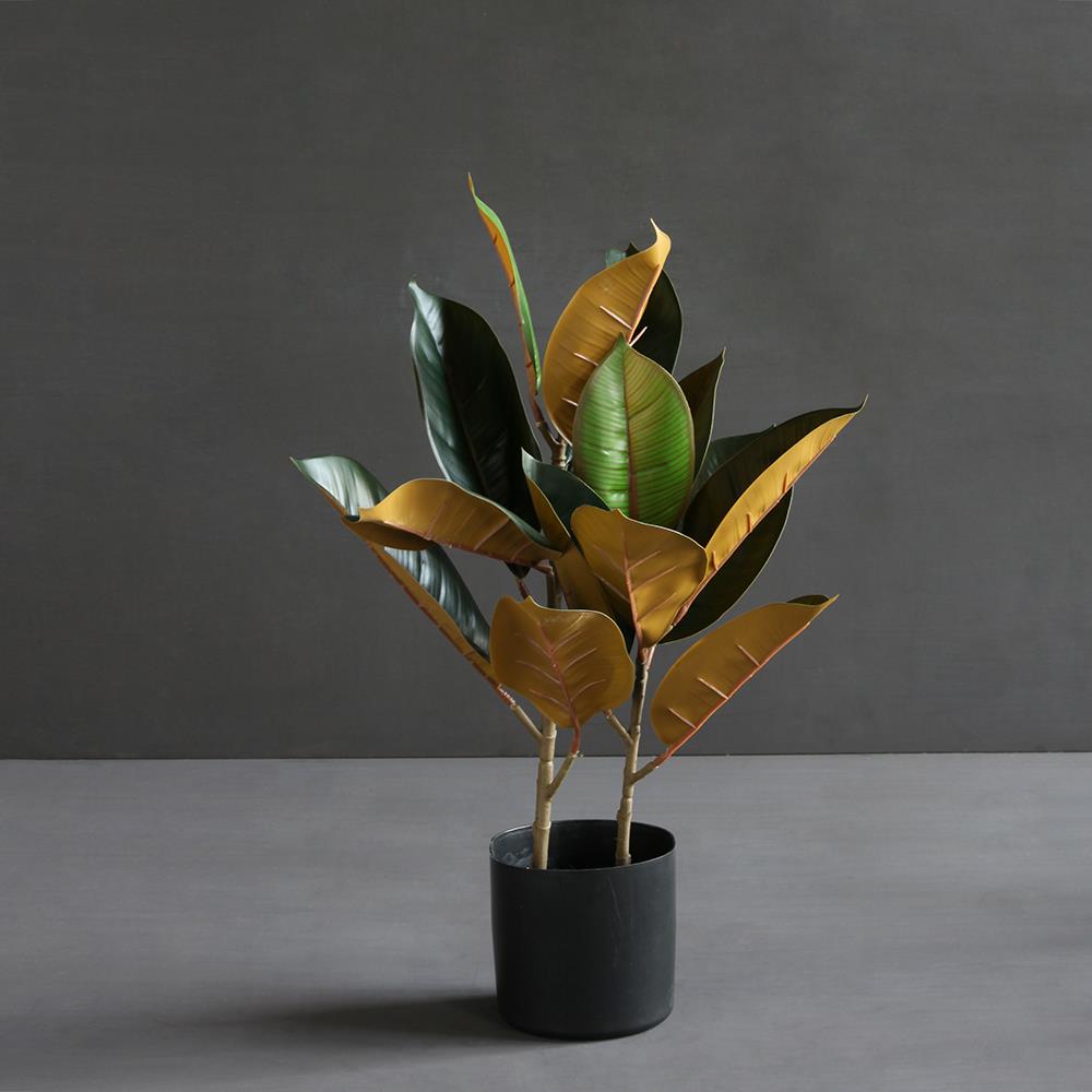 Two Tone Rubber Plant