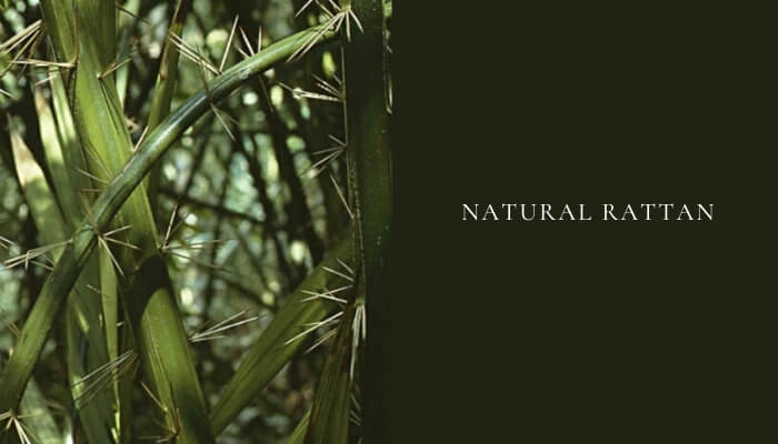 Natural rattan growing in the wild