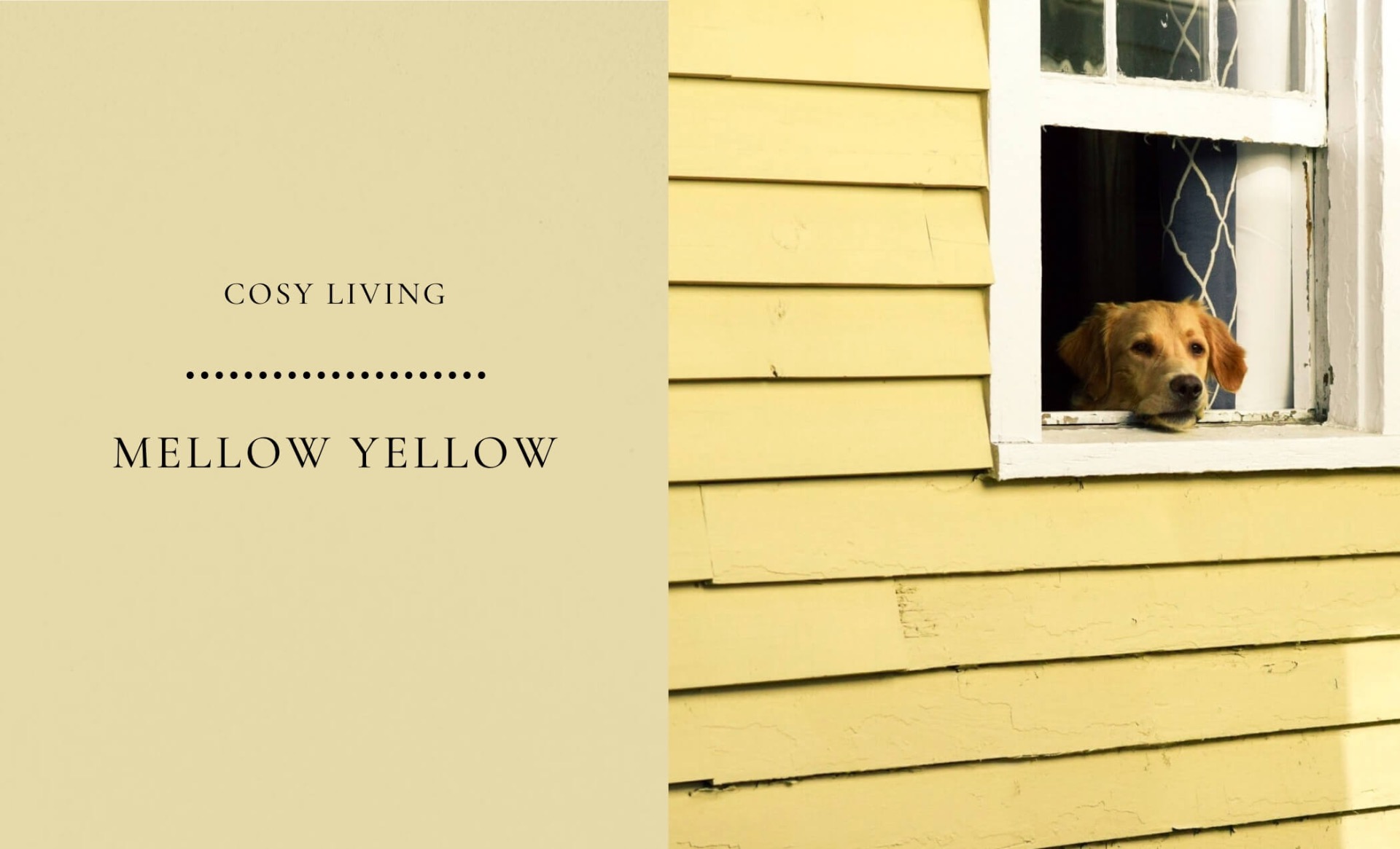 mellow yellow is great for living room walls